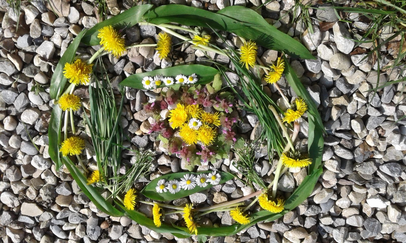 Legebild aus Löwenzahn, Gänseblümchen und Blättern auf Kies