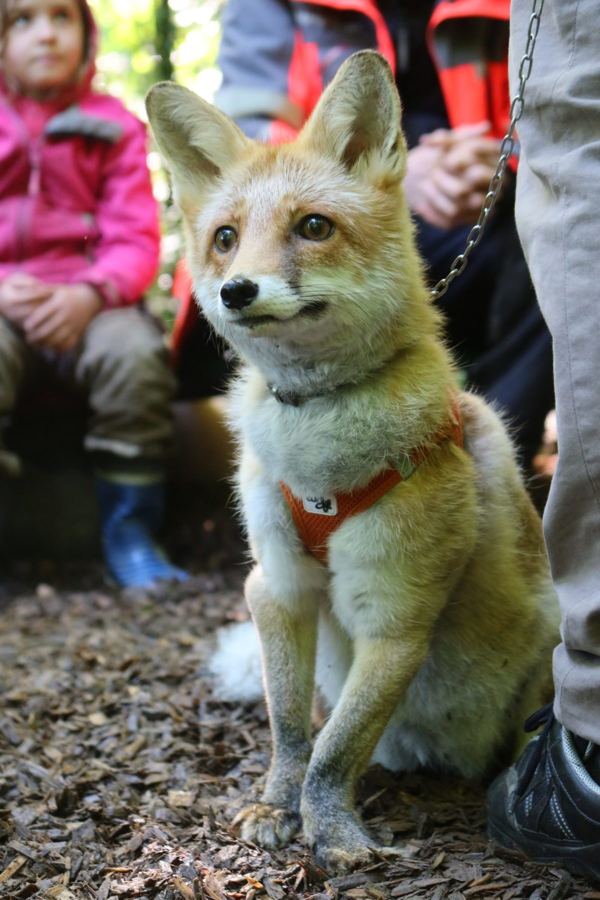 Zahmer Fuchs mit orangefarbenem Geschirr sitzt im Wald, dahinter Kinder im Kreis